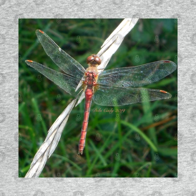 Orange Meadowhawk by DebiCady